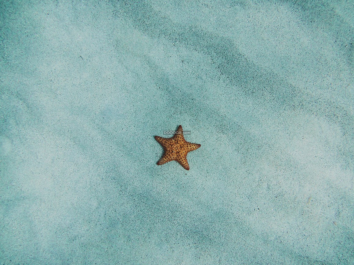 05434_单蓝色的背景下一只褐色的海星动物素材设计.jpg