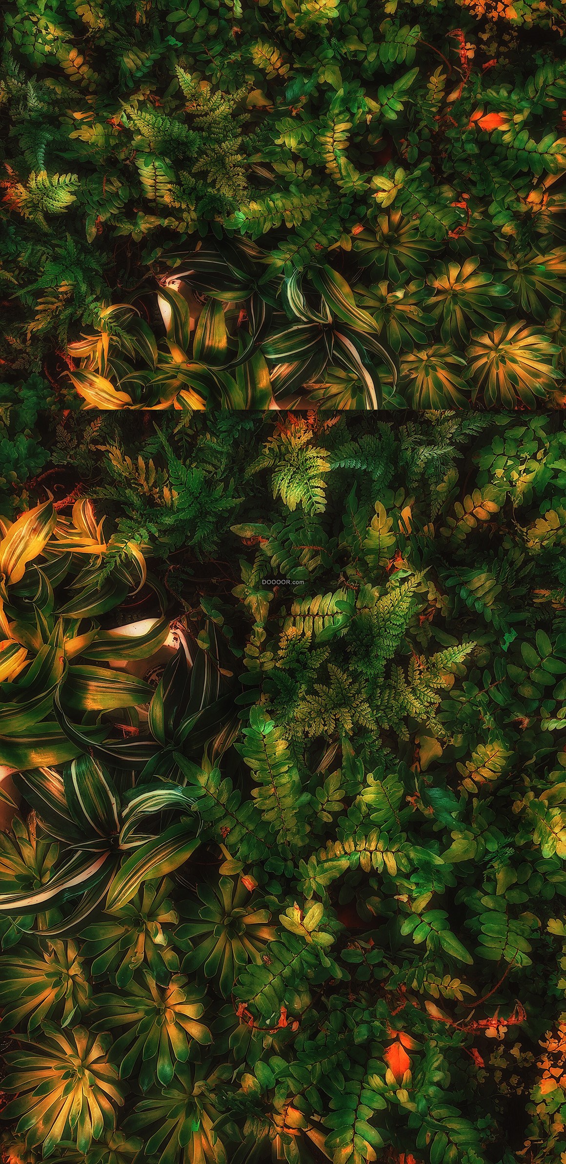 05499_温暖的阳光洒在不同形状的植物叶子上植物素材设计.jpg