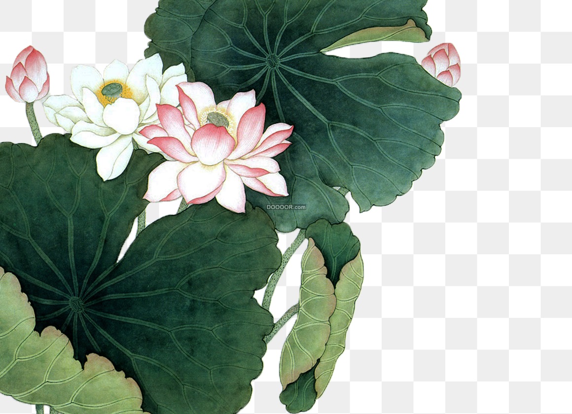 02844_绿色的荷叶粉色白色的荷花高清PNG素材.jpg