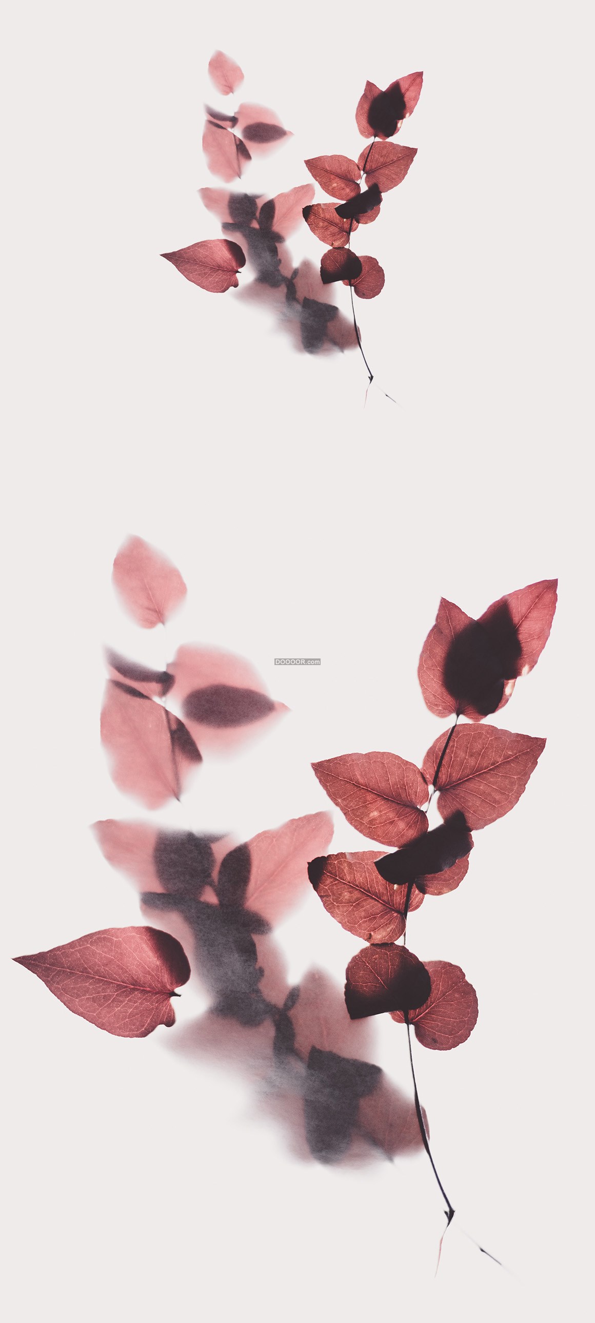 05588_一串褐色的植物叶子制作的书签植物素材设计.jpg