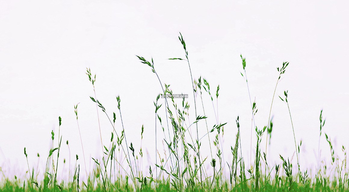 05620_几株嫩绿色的植物随风飘舞植物素材设计.jpg