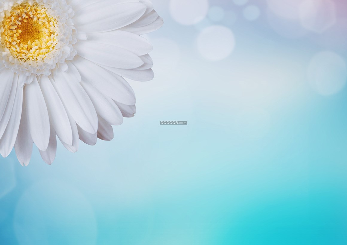 白色的菊花黄色的花蕊蓝色的幻想植物素材设计 超清单图 手机版 Powered By Discuz