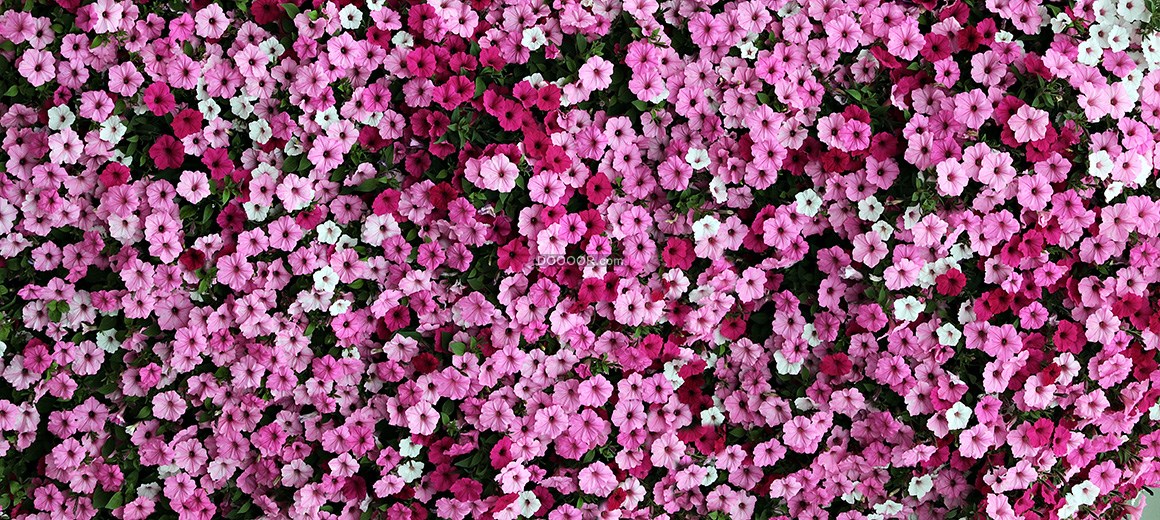 05717_粉色红色的鲜花聚在一起宛若花的海洋植物素材设计.jpg