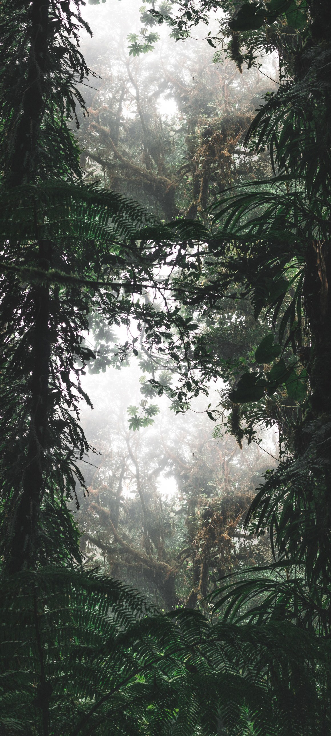 05843_丛林里植物葱郁雾霭蒙蒙自然风景素材设计.jpg