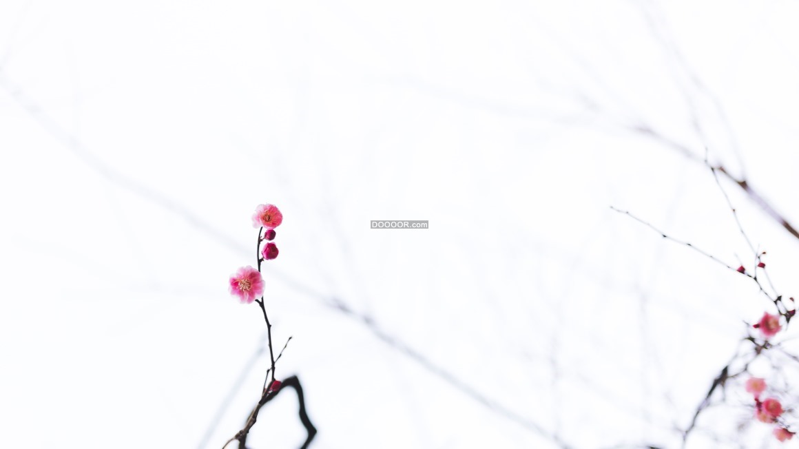 05899_一只粉红色的梅花凌寒绽放植物素材设计.jpg