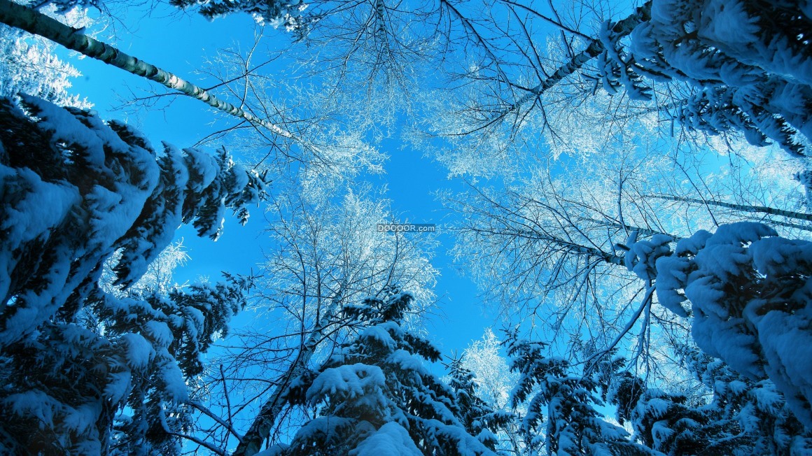 06365_冬季里在挂着雪花的树木中间仰望蓝色清澈的天空.jpg