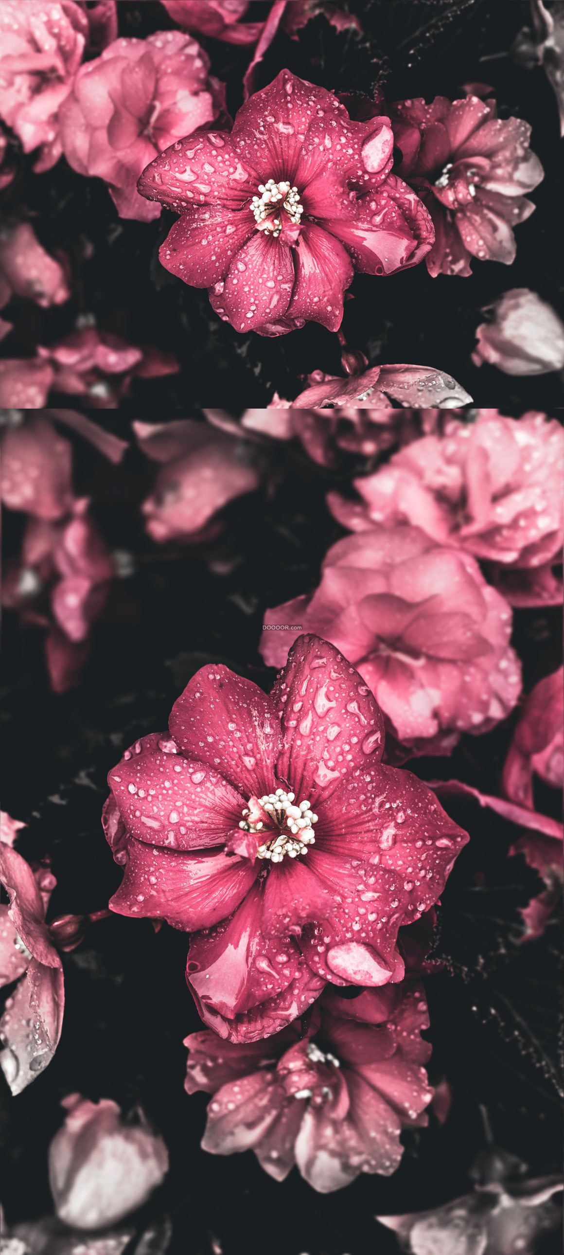 06505_粉色的花瓣在雨后雨滴残留娇艳欲滴植物素材设计.jpg