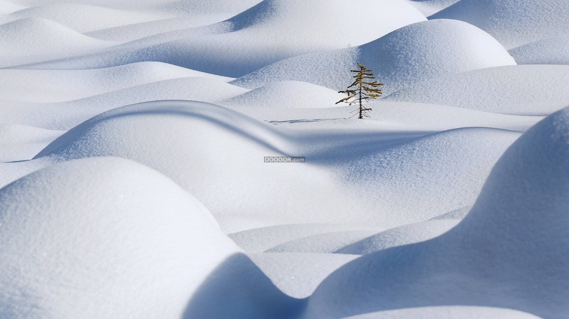 06570_起伏不定的山丘覆盖着积雪一颗高傲的松树屹立挺拔.jpg