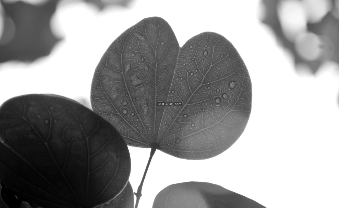 06604_雨后水珠布满脉络清晰的叶子黑白色植物素材.jpg