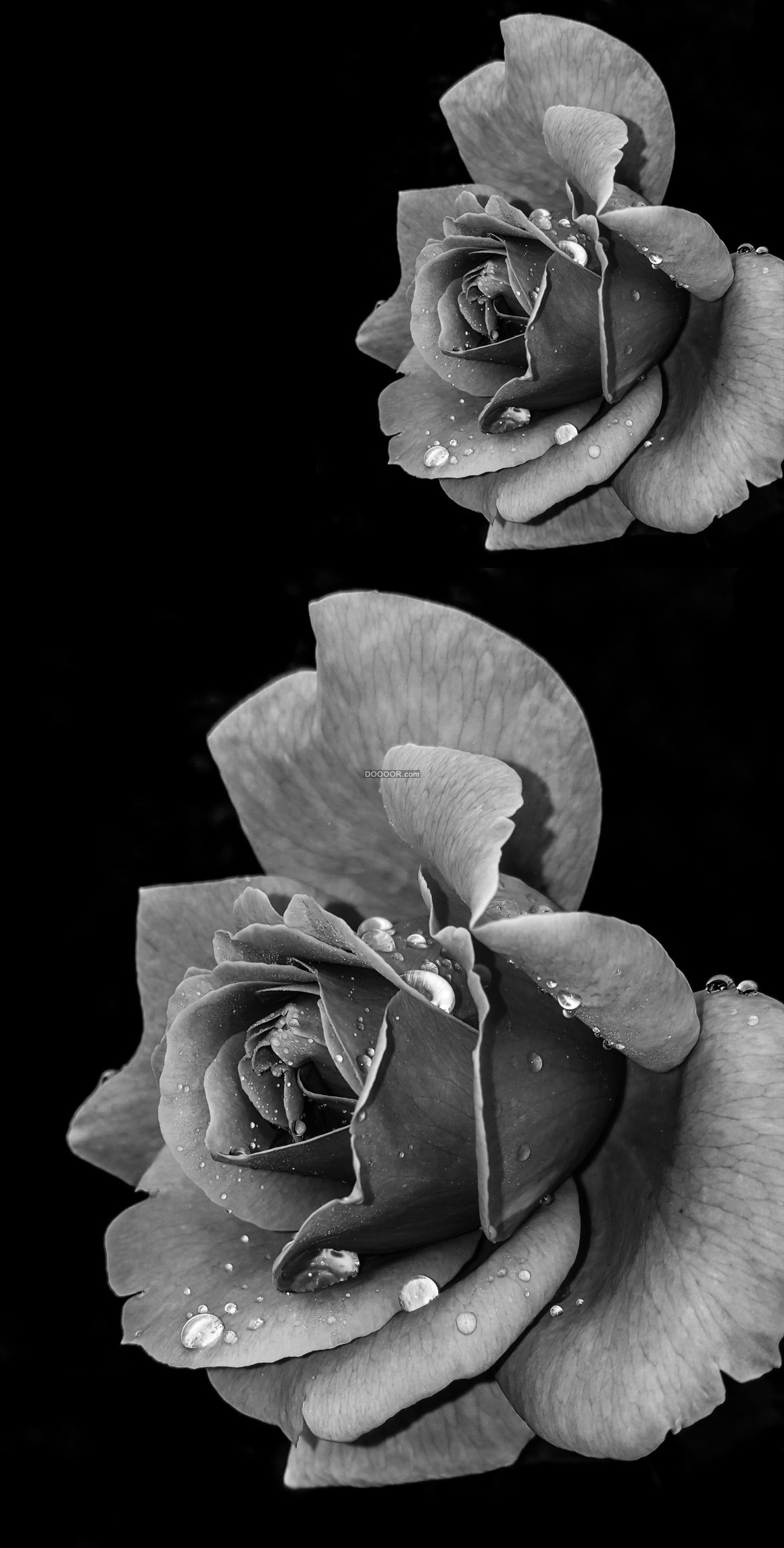 玫瑰花与露珠图片素材-编号25558599-图行天下