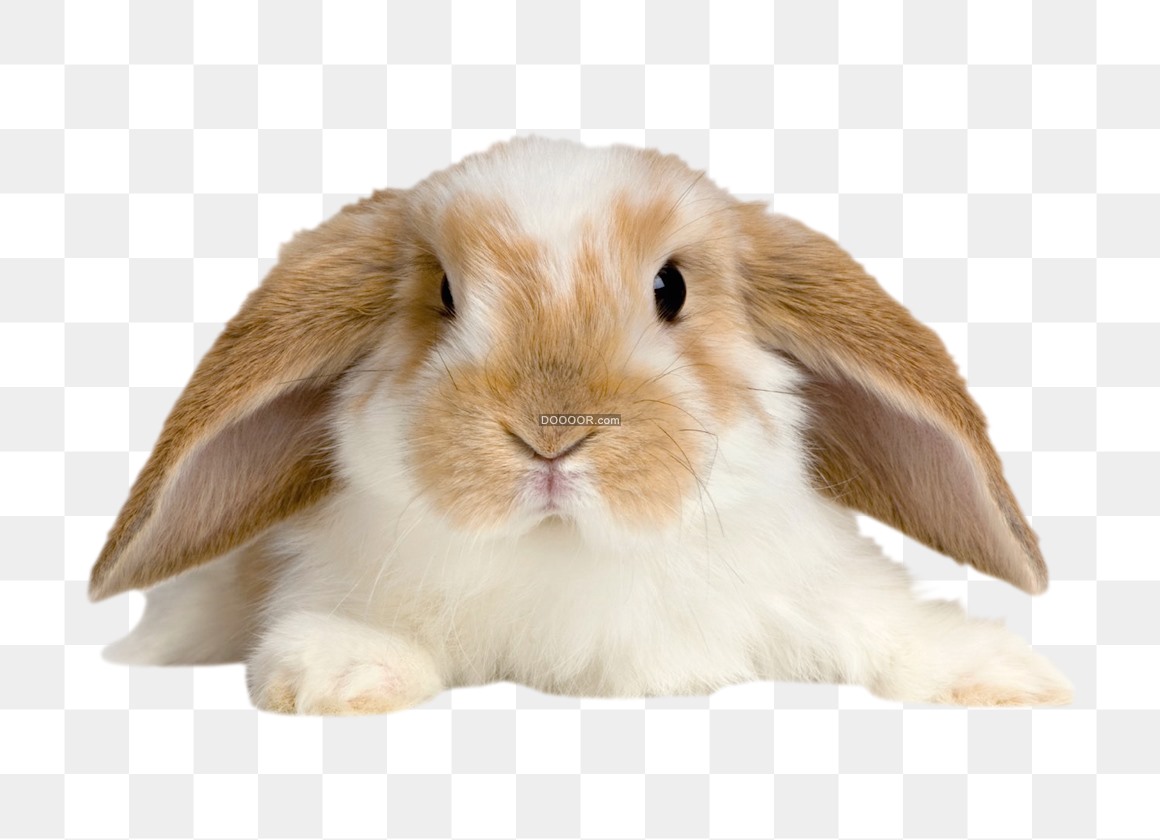 卡通 小白兔 坏笑表情 迷人, 小白兔, 賣萌, 豎起來的兔耳朵素材圖案，PSD和PNG圖片免費下載