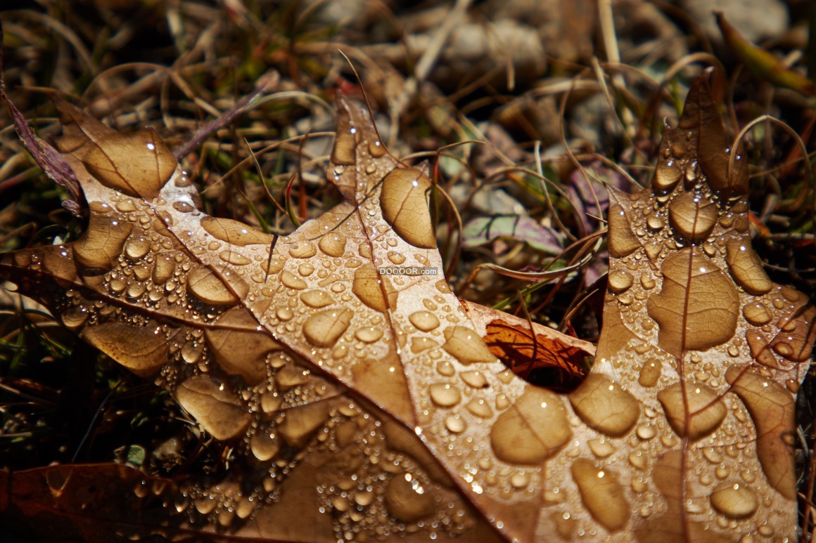 06931_雨水晶莹剔透滴落在枫叶的背面自然清新植物素材设计.jpg