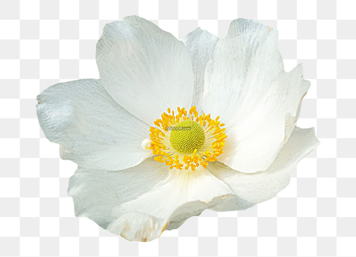 03288_一朵绽放的白色的花特写黄色的花高清PNG素材蕊.jpg