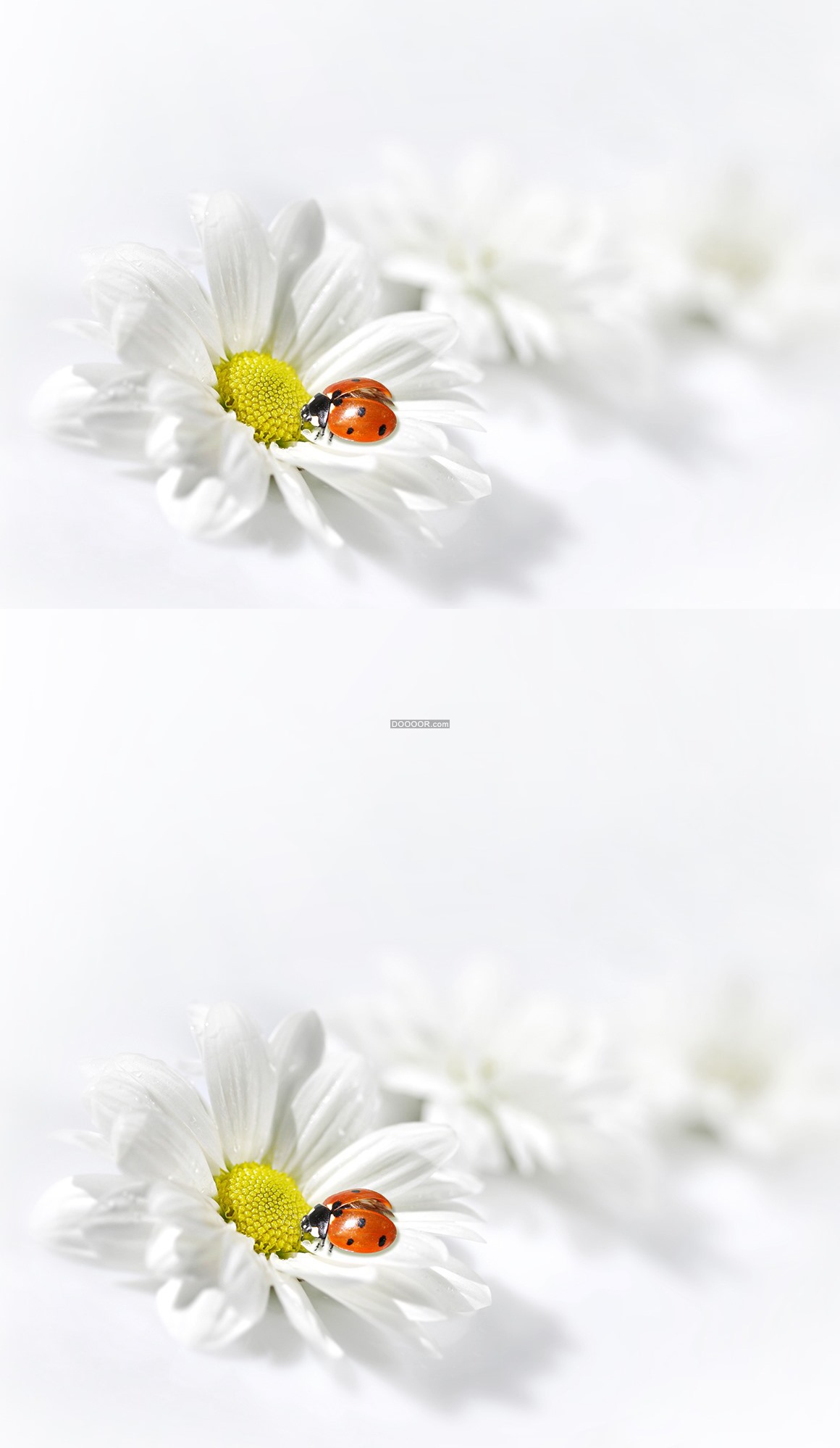 07097_一只瓢虫落在花瓣上黄色花蕊黄色的花瓣.jpg