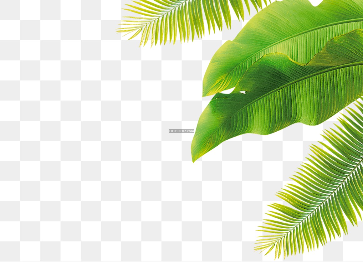 03292_绿色的热带的植物叶子芭蕉树椰子树新绿色透明PNG素材.jpg