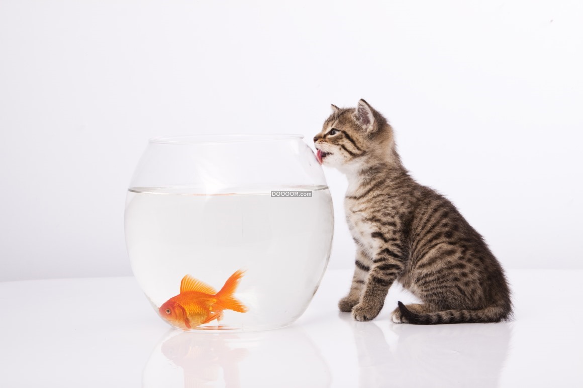 一只小猫一个圆形鱼缸金鱼与小猫对视表情呆萌可爱