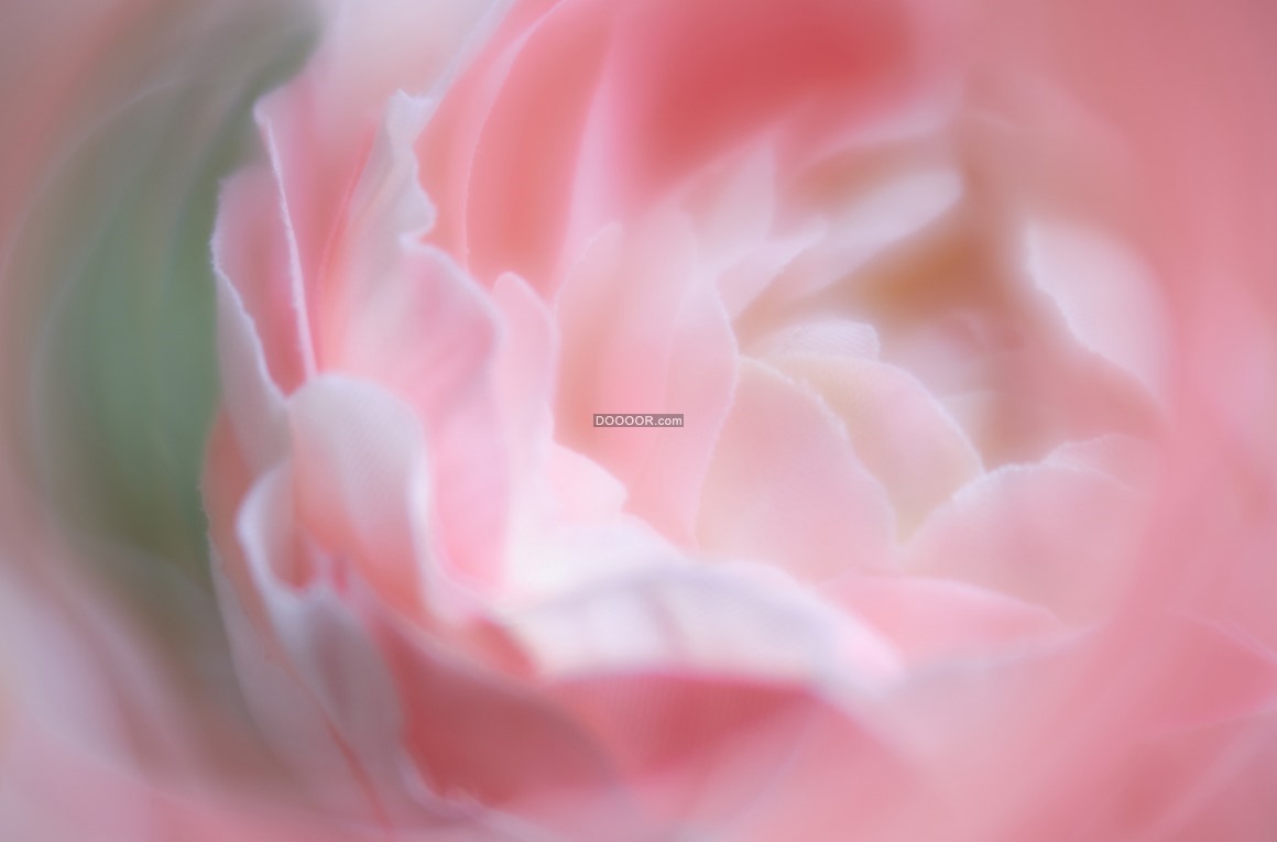 07205_粉色的玫瑰花瓣娇嫩欲滴浪漫爱情.jpg
