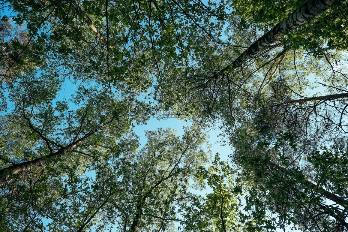 07333_盛夏时节绿色的树木湛蓝的天空茂密阴凉.jpg