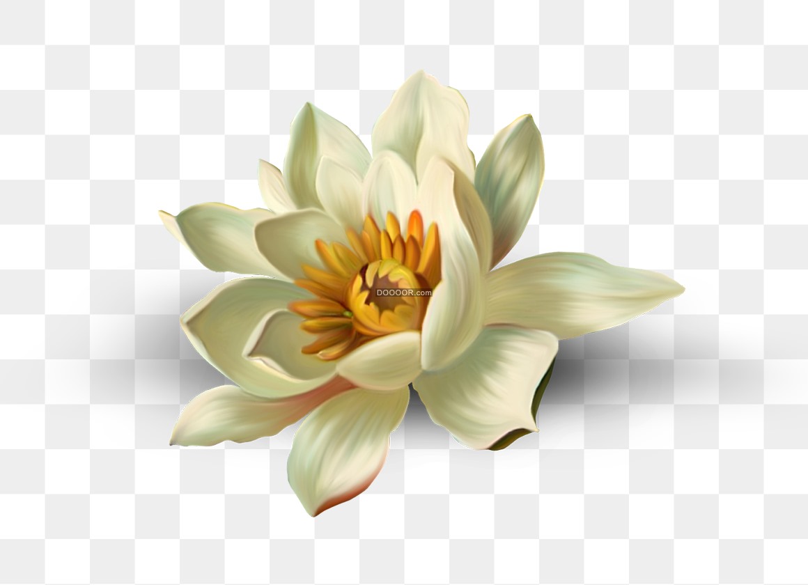 03393_白色的荷花花瓣娇嫩黄色的花蕊高清PNG素材.jpg