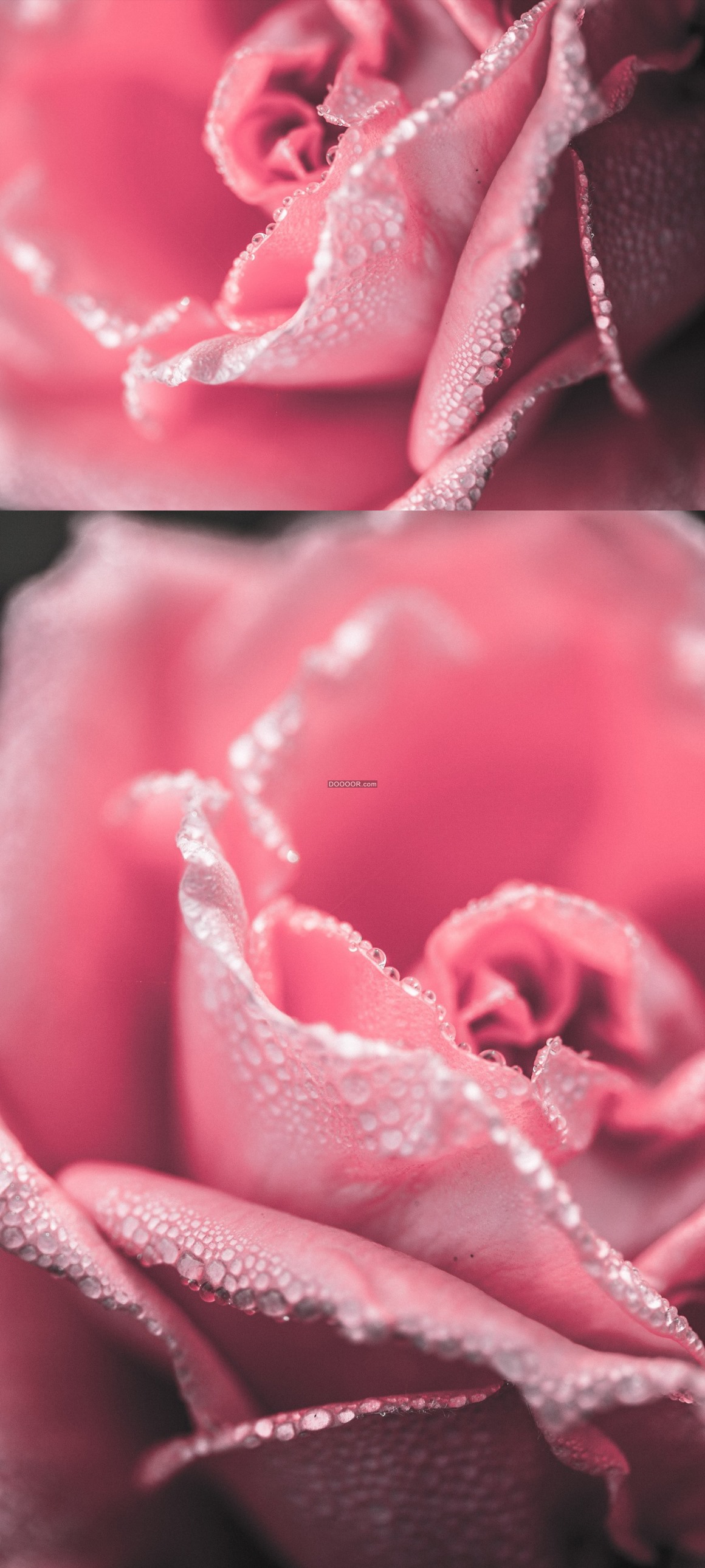 07506_粉色的玫瑰花花瓣纤薄娇嫩边缘一颗颗小水珠.jpg