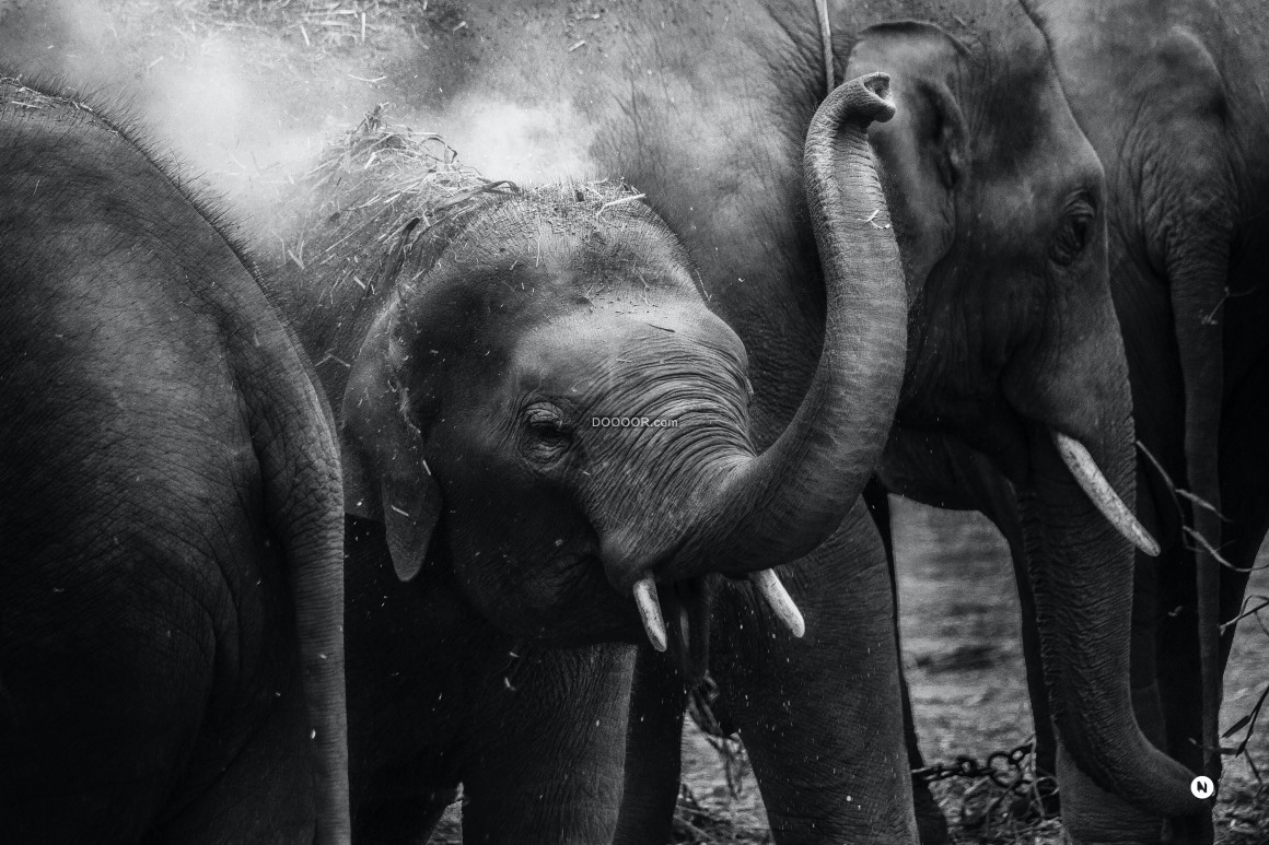 【大象PNG】精選64款大象PNG圖檔素材下載，完全免去背的大象圖片 - 天天瘋後製