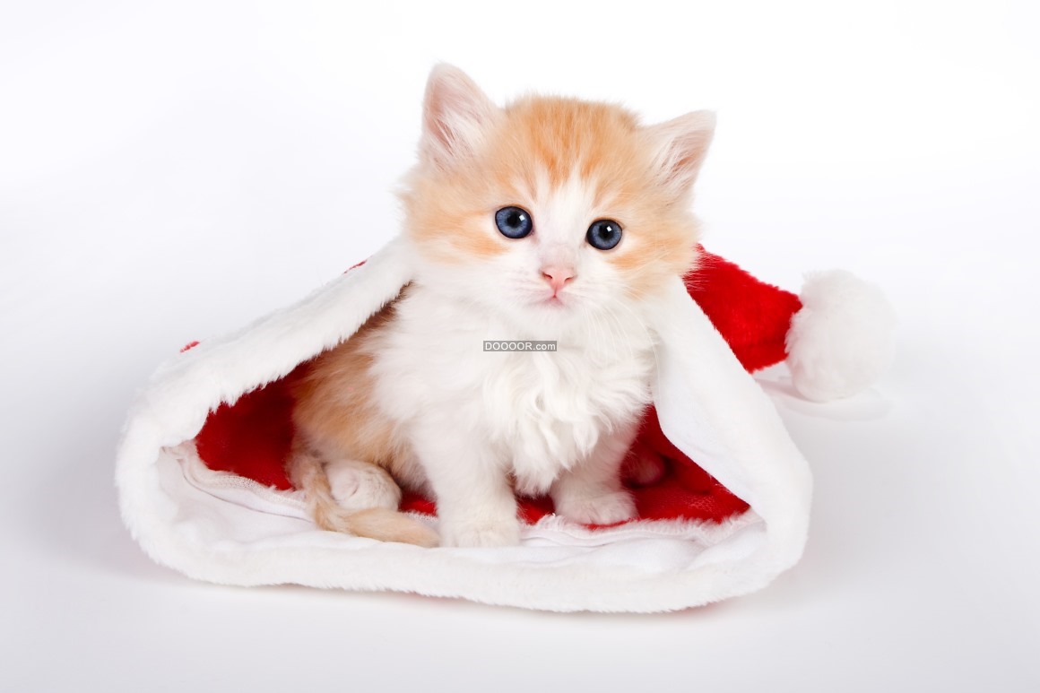 07523_一只黄色的呆萌小猫在一个圣诞帽里面小精灵.jpg