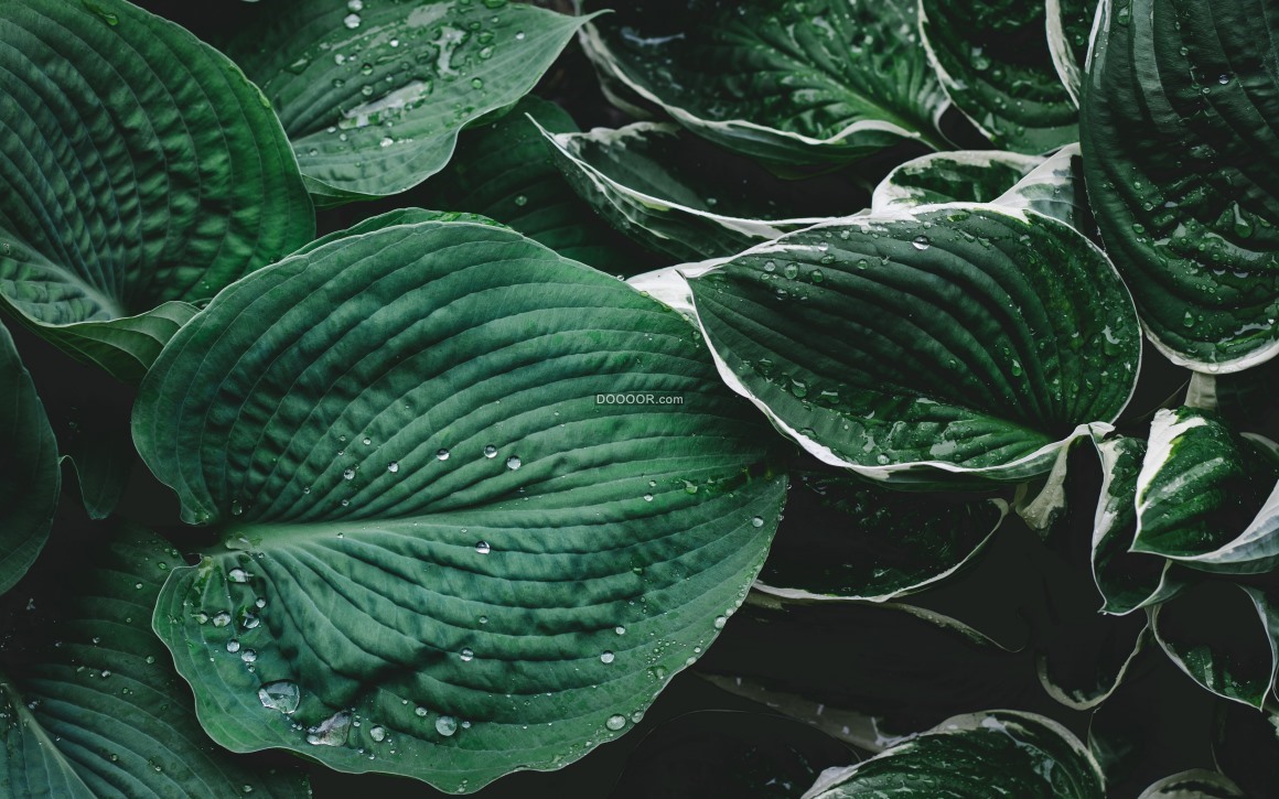 07530_植物宽大的绿色的叶片上面的水珠晶莹剔透.jpg