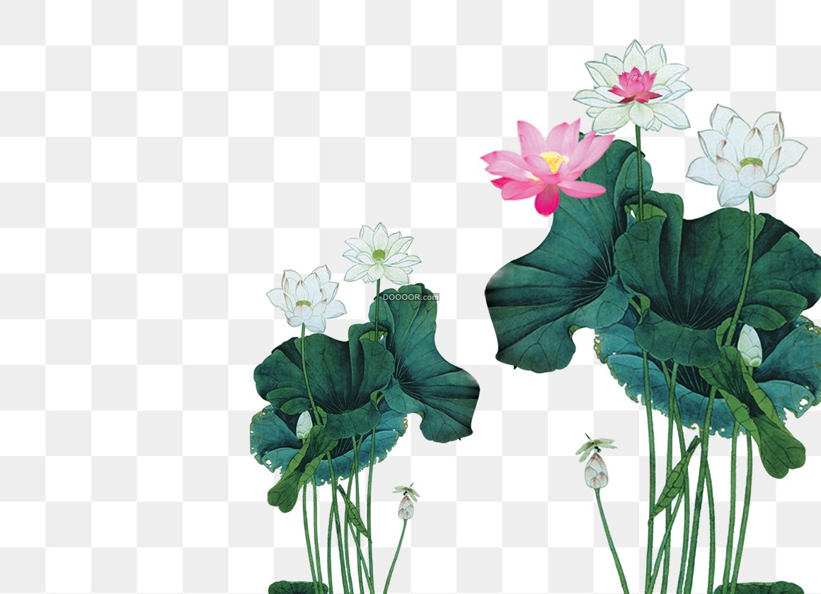 03397_中国风水彩画白色粉色绿色荷叶蜻蜓动漫风透明PNG素材.jpg