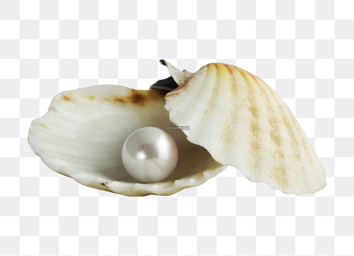 03416_一枚闪闪发亮的珍珠一个乳白色的贝壳海洋动物高清PNG素材.jpg
