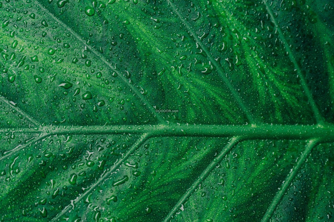 07610_植物绿色的叶子清晰的脉络细密的小水珠.jpg