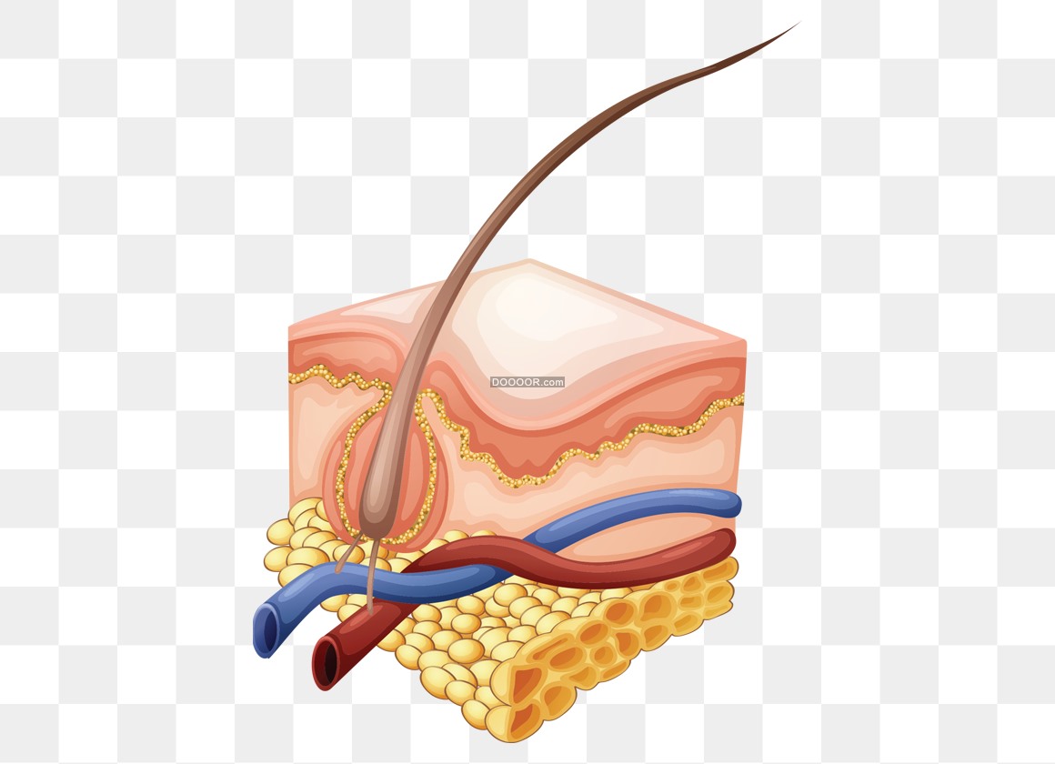 03437_人体头发皮肤组织生物图片皮肤表层血管高清PNG素材.jpg