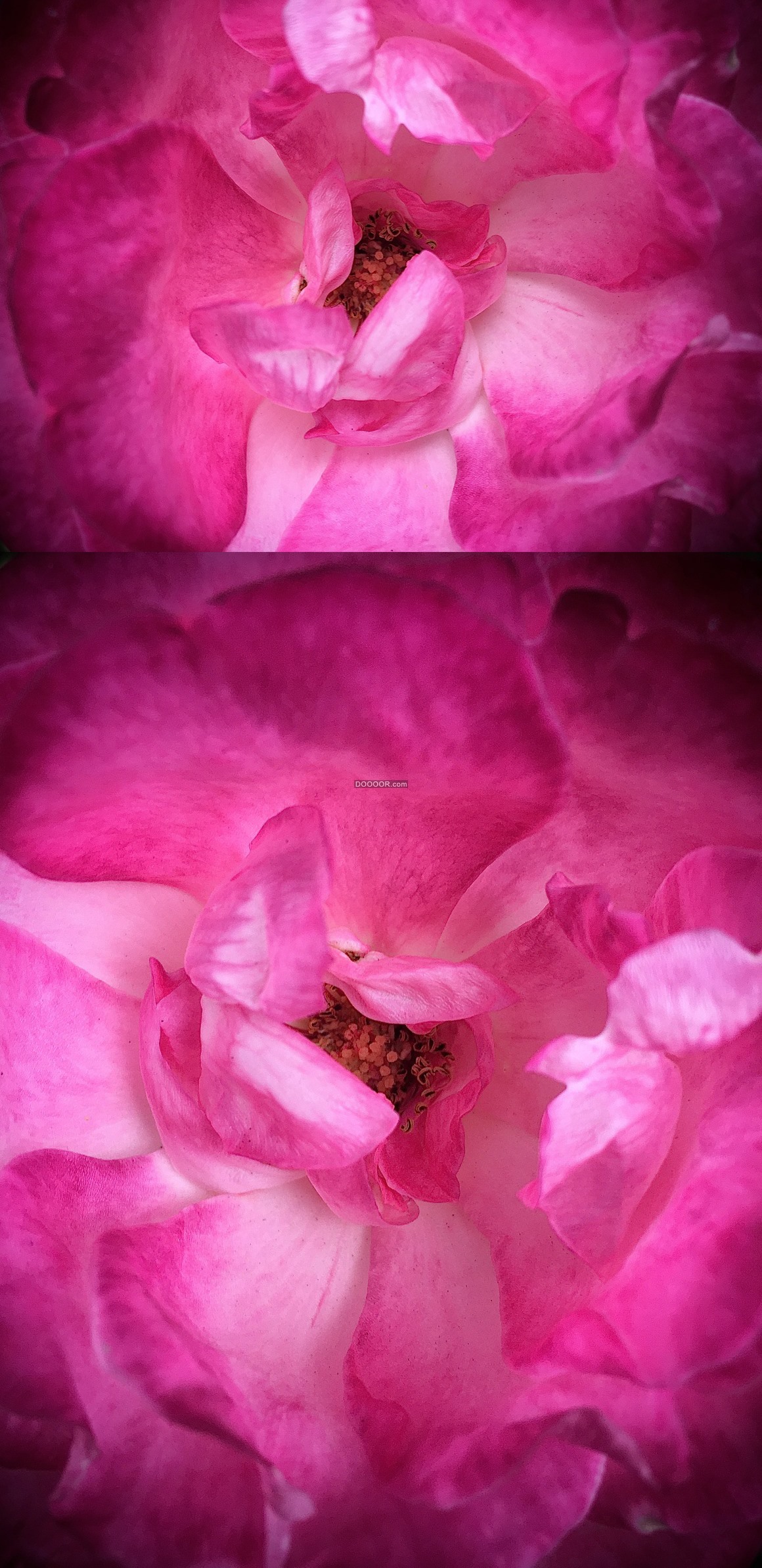 07650_粉色的花朵黄色花蕊娇嫩的花瓣浪漫的氛围.jpg