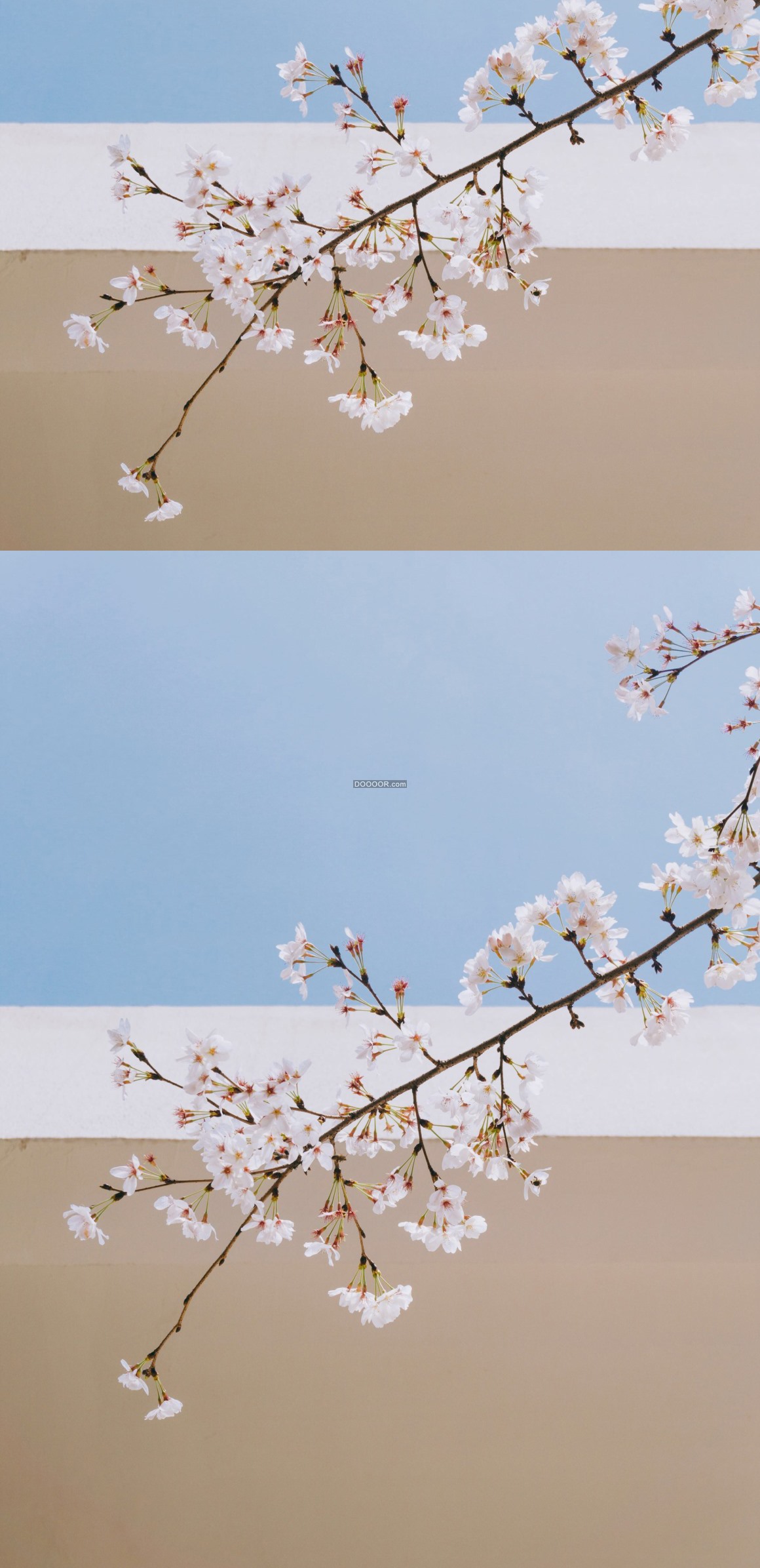07801_粉色的桃花淡蓝色褐色的背景春季绽放.jpg