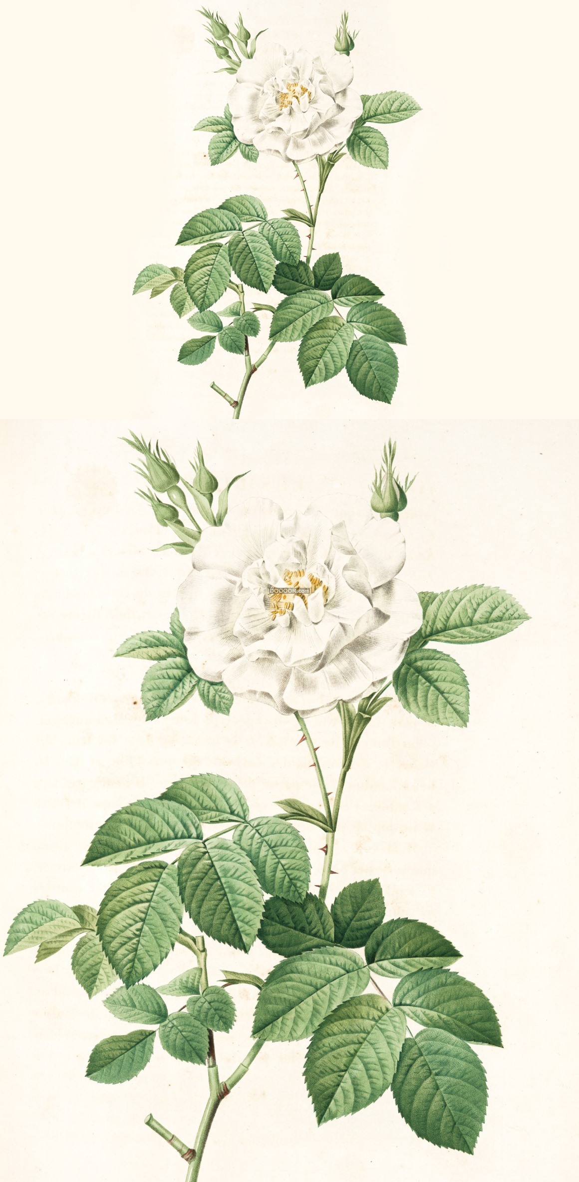 07784_白色的花朵清新自然黄色花蕊绿色的叶片油画艺术作品植物素材设计.jpg.jpg
