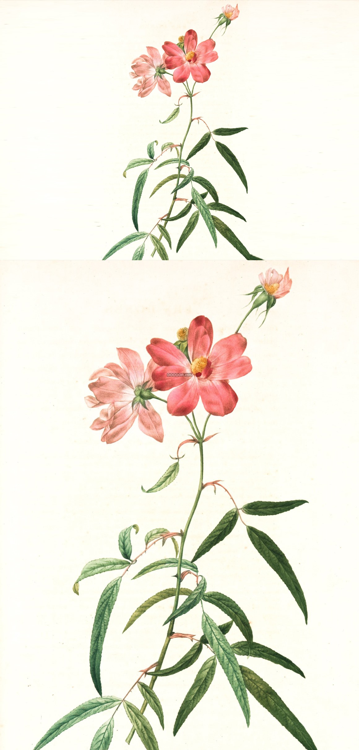 07789_植物油画作品展览红色的花朵栩栩如生.jpg