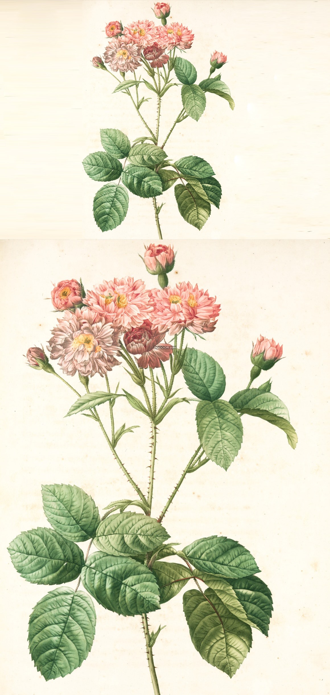 07790_植物油画艺术作品展览粉色的花瓣黄色的花蕊绿色的叶子.jpg