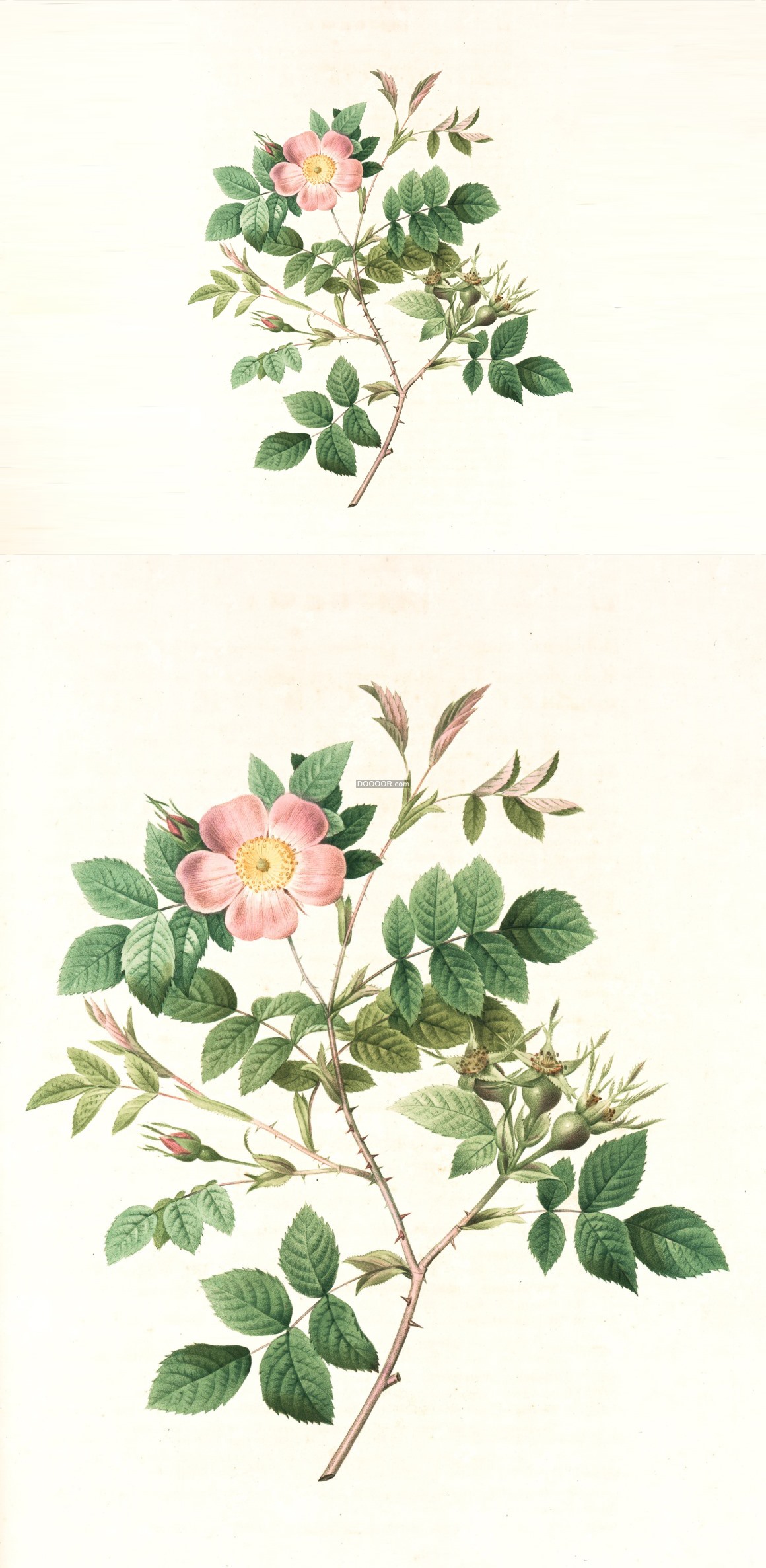 07791_盛开的玫瑰粉色绿色油画艺术作品栩栩如生.jpg