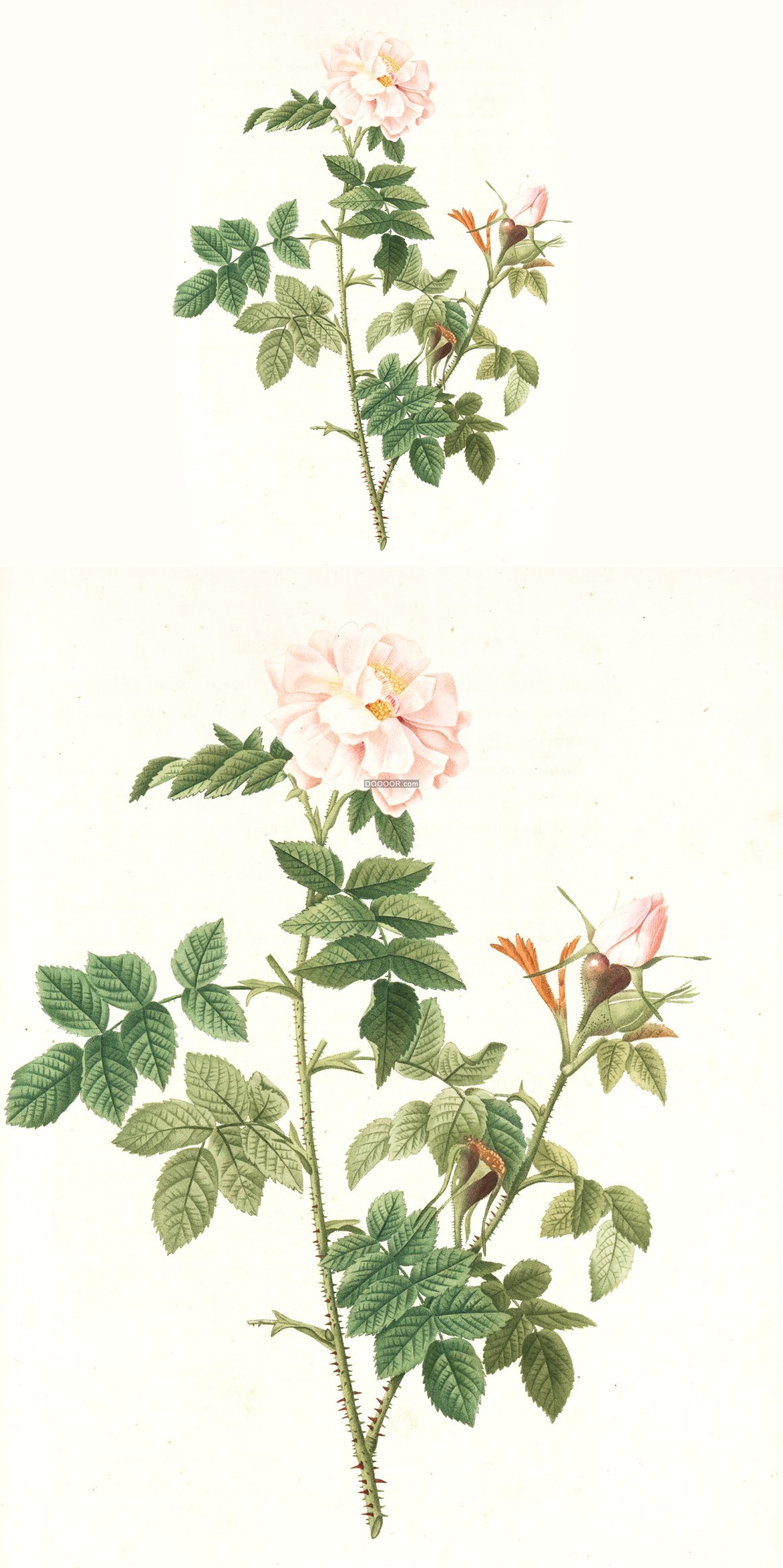 07798_粉色绽开的玫瑰花浪漫爱情植物油画艺术作品展览.jpg