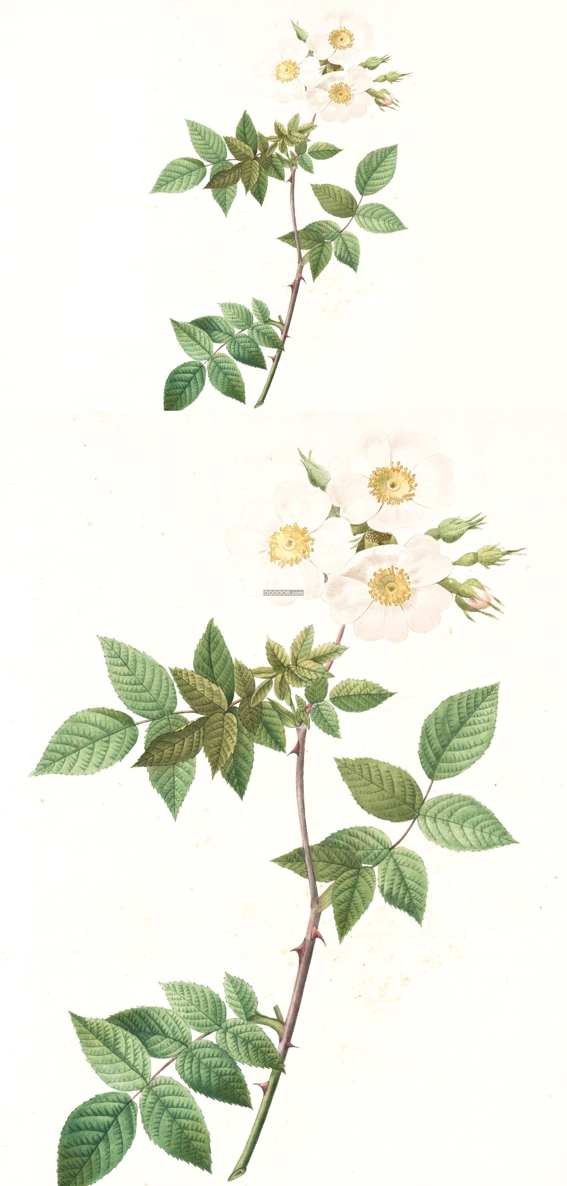 07800_粉色黄色月季花玫瑰花绿色的叶子植物油画作品展览.jpg