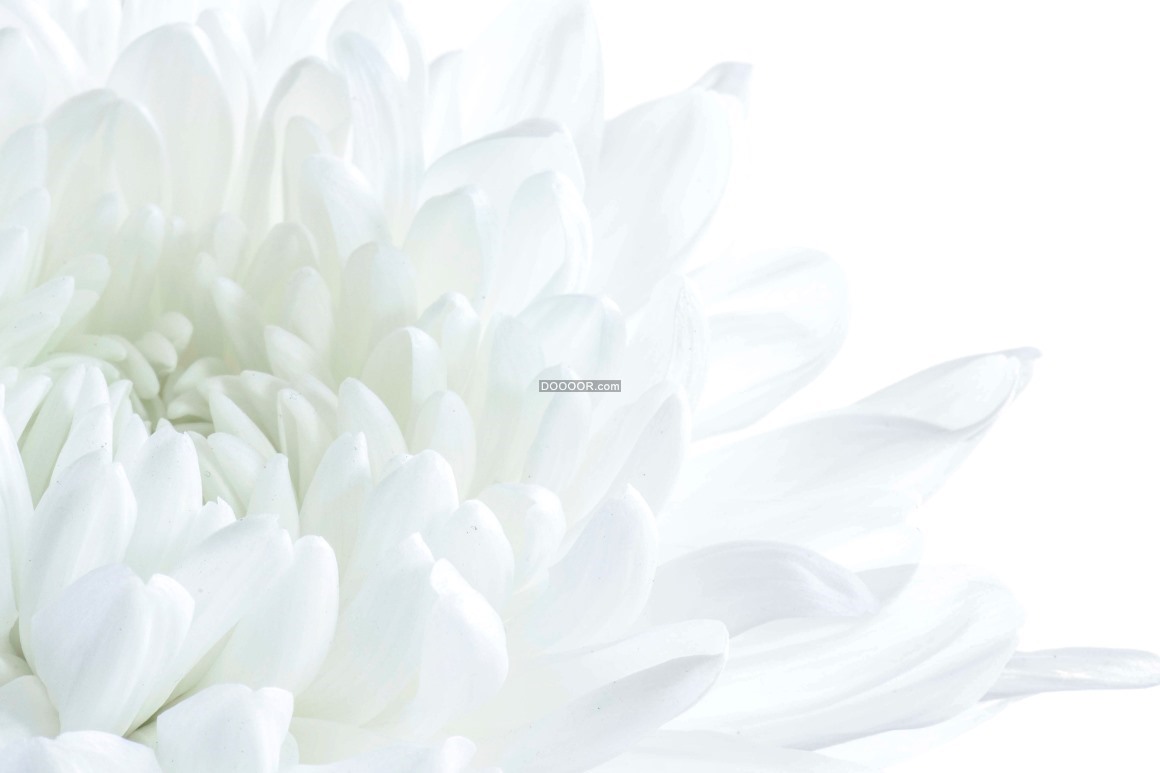 07852_白色的菊花纤尘不染洁净秋季绽放植物素材设计.jpg