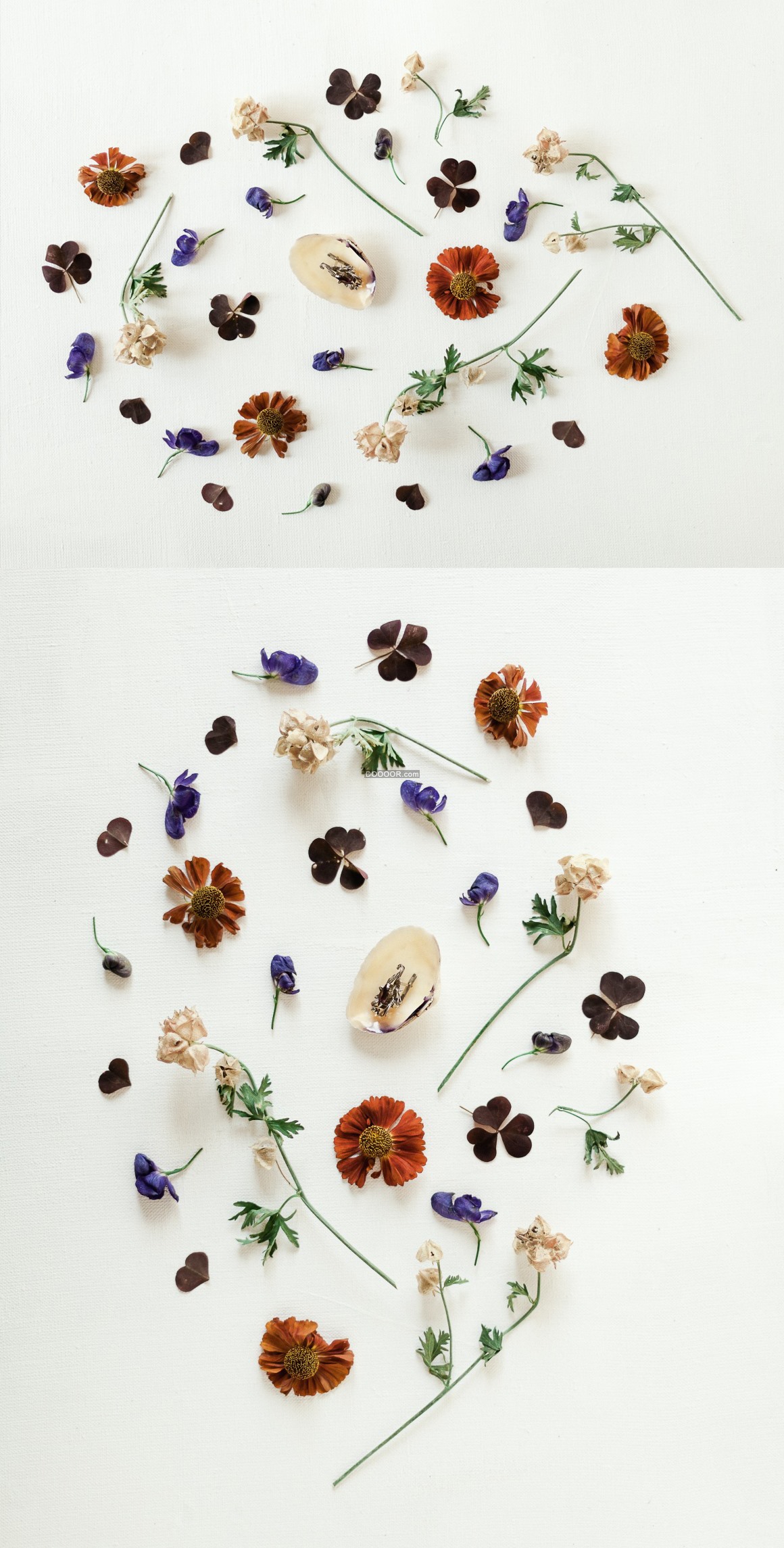 07855_不同的鲜花标本品种多彩艳丽植物素材设计.jpg
