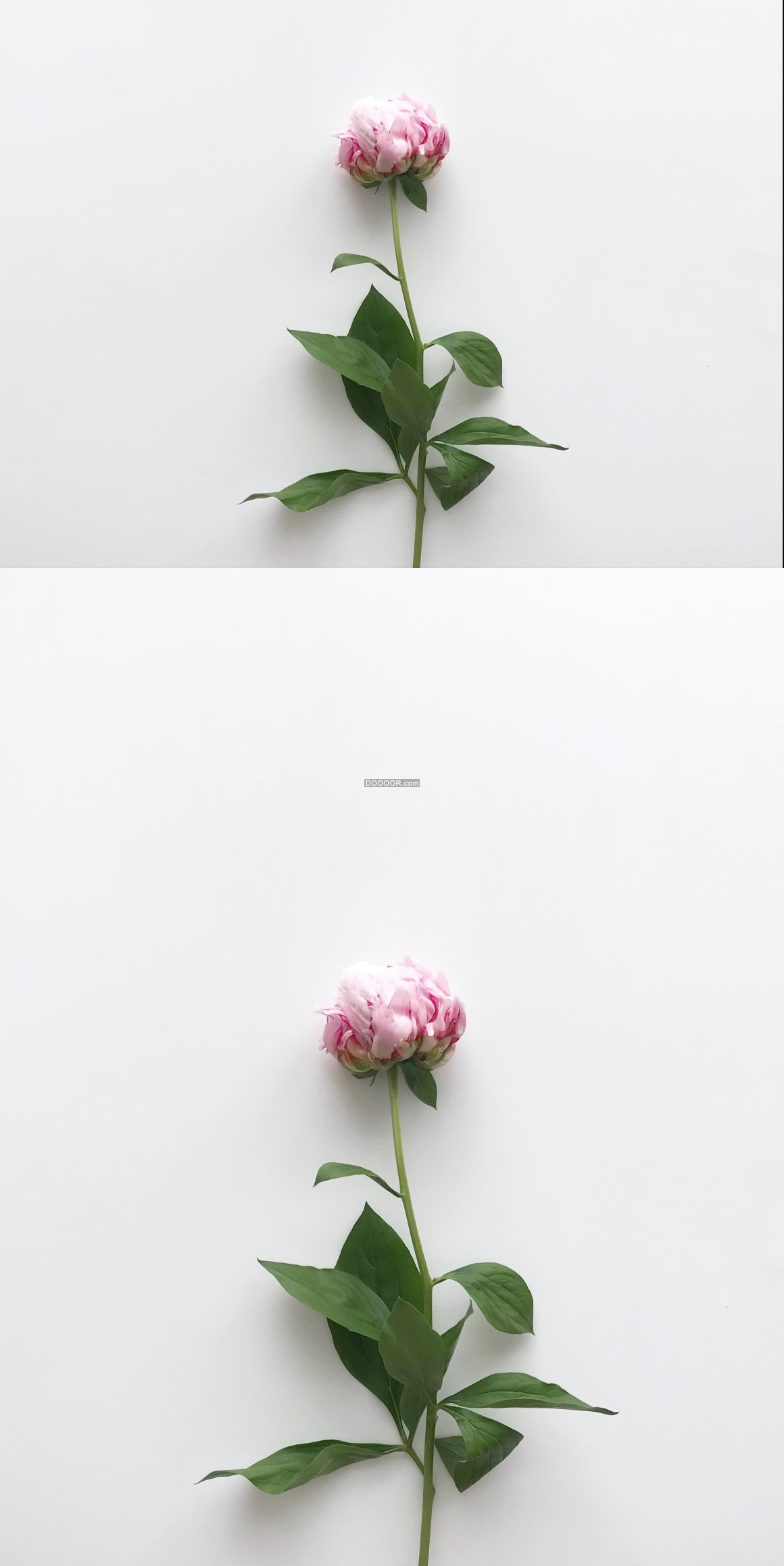 07861_绿色的植物叶子单色的的花瓣含苞待放的玫瑰植物素材设计.jpg