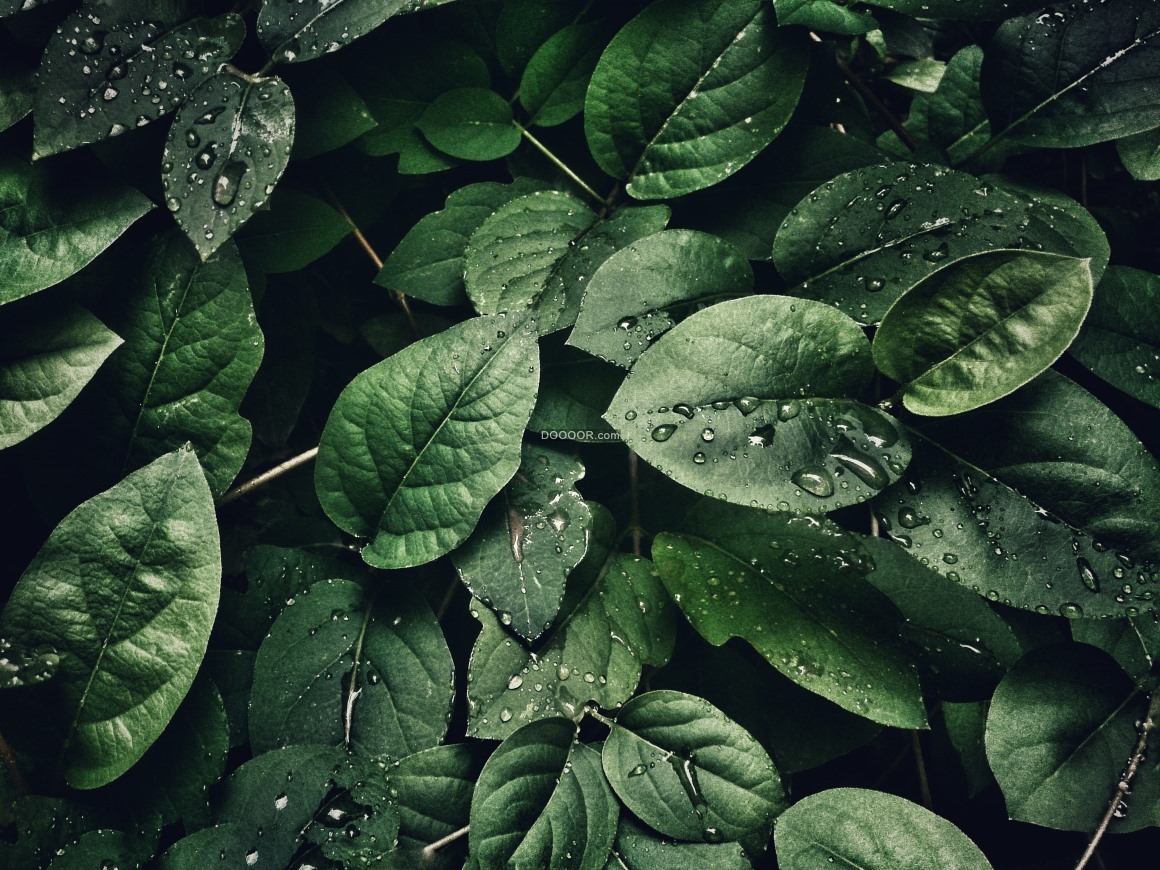 07965_绿色的植物叶子深绿色茂密盛夏雨水滴落晶莹剔透.jpg