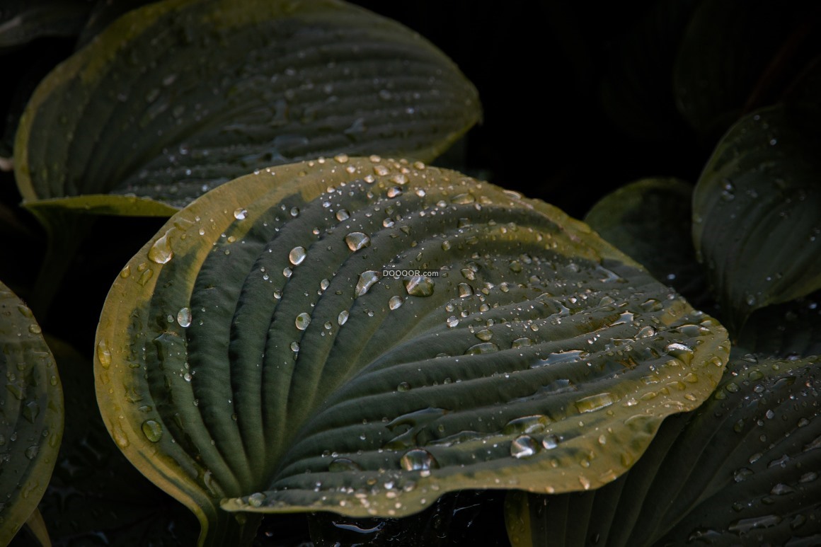 08109_植物叶子表面水滴晶莹剔透一尘不染植物素材设计.jpg
