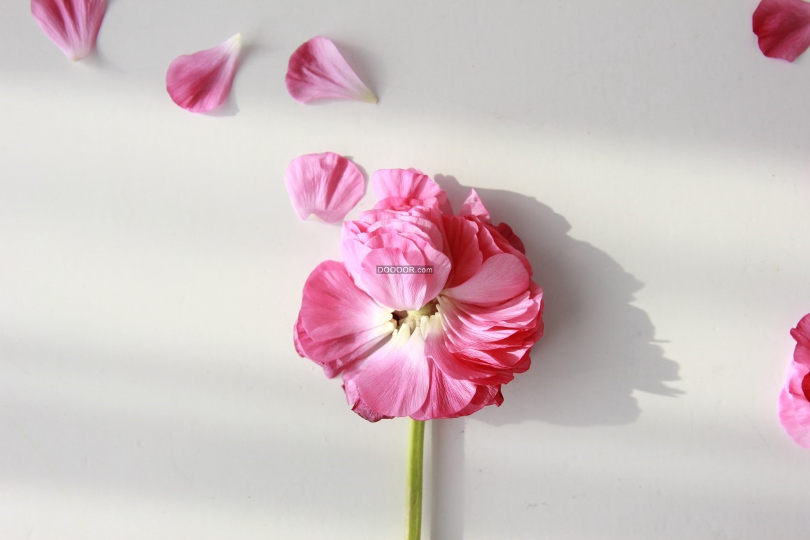08113_粉色的花瓣黄色的花蕊花瓣散落在地面上生命力顽强.jpg