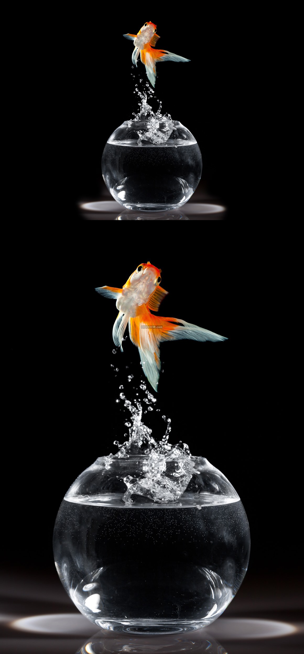 金鱼跃出球状鱼缸水花四溅清澈的水透明鱼缸