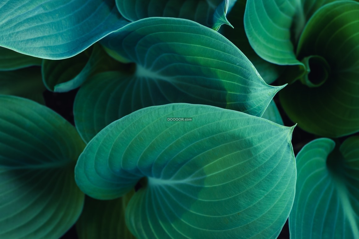 08303_绿色宽厚植物叶子脉络光合作用温暖阳光.jpg