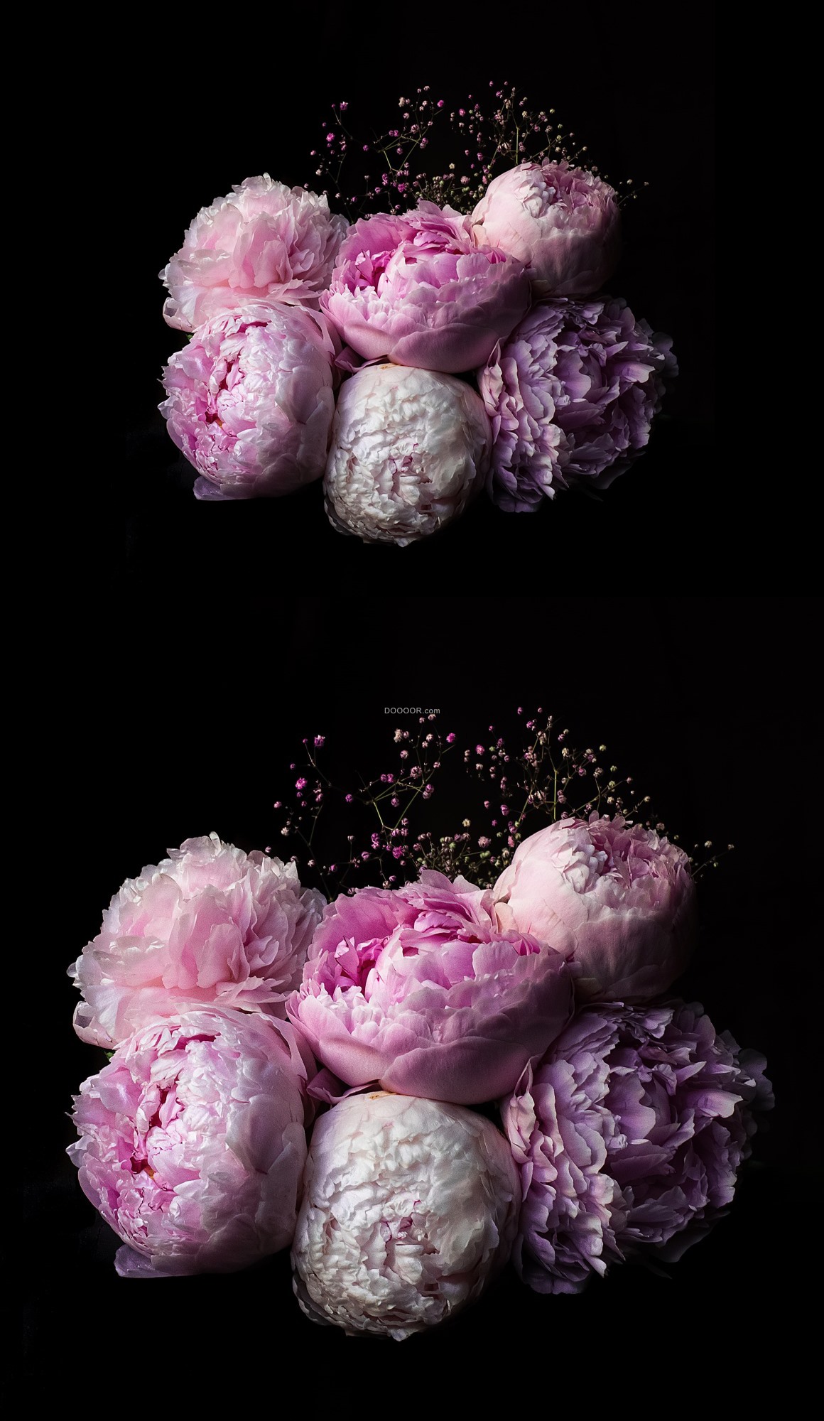 08325_淡紫色粉色的玫瑰花浪漫爱情绽放含苞待放.jpg