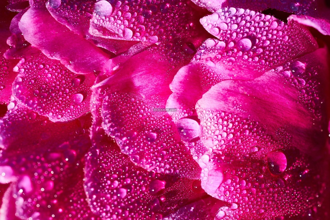 08354_粉红色的玫瑰花瓣水滴透明清澈烂漫爱情.jpg