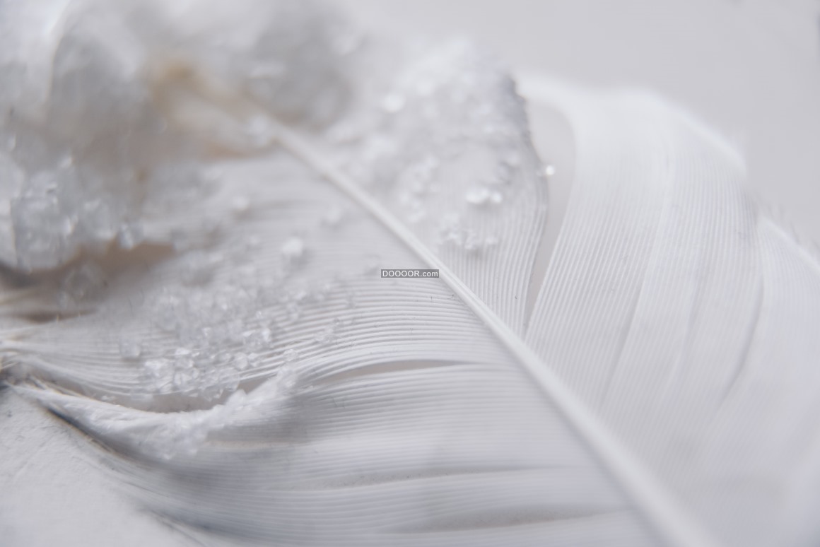 08429_洁白的羽毛细碎的玻璃白色的背景朦胧美.jpg